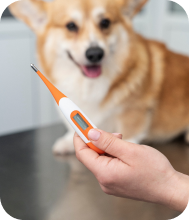 Dog and thermometer